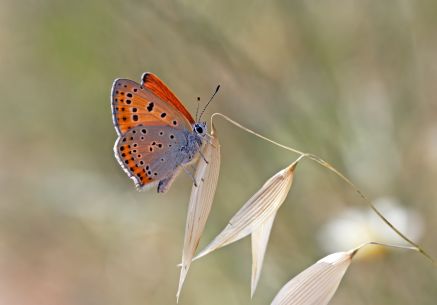 Butterfly Conservation