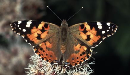  Butterfly Conservation 