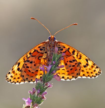 Butterfly Conservation