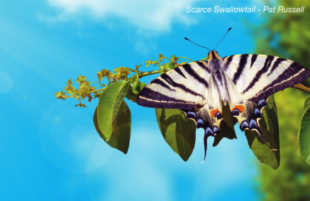 Butterfly Conservation