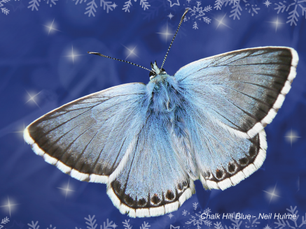 Butterfly Conservation