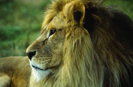 Born Free Foundation