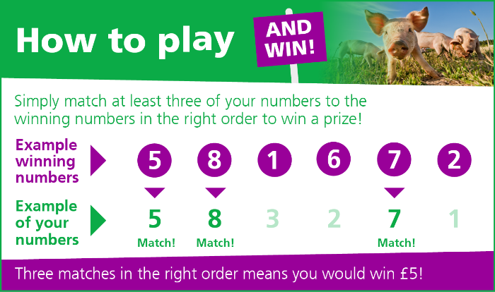 A pig in a field with three pigs in the background. How to play and win! Simply match at least three of your numbers to the winning numbers in the right order to win a prize! Example winning numbers: 581672. Example of your numbers: 583271. 5 match. 8 match. 7 match. Three matching numbers in the right order means you would win £5.