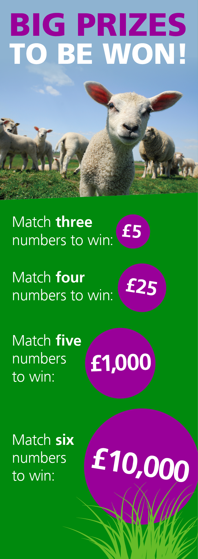 Lamb in a grassy field looking ahead with other lambs and sheep in the background. Big prizes to be won! Match three numbers to win £5. Match four numbers to win £25. Match five numbers to win £1,000. Match six numbers to win £10,000.